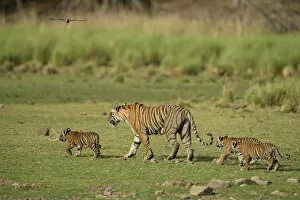 Images Dated 3rd January 2014: Bengal Tigers -Panthera tigris tigris-, female with three cubs in a dry lake bed