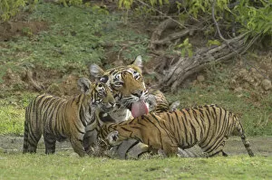 Images Dated 3rd January 2014: Bengal Tigers -Panthera tigris tigris-, female with cubs at a waterhole