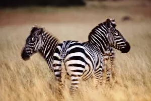 Plains Zebra Gallery: Two Berchellis zibras (Equus burchelli) on savannah, dusk