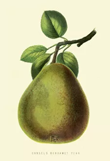 Images Dated 15th July 2016: Bergamot Pear illustration 1874