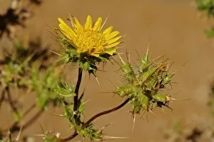 Images Dated 22nd October 2010: Berkheya sp. Goegap Nature Reserve, Namaqualand, South Africa, Africa