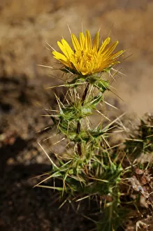 Images Dated 22nd October 2010: Berkheya sp. Goegap Nature Reserve, Namaqualand, South Africa, Africa