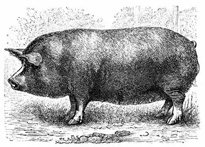Images Dated 30th January 2016: Berkshire pig
