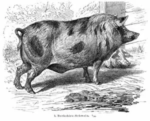 Images Dated 19th July 2016: Berkshire Pigs engraving 1895