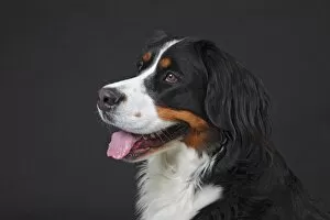 Images Dated 1st April 2013: Bernese Mountain Dog, bitch, portrait, Germany