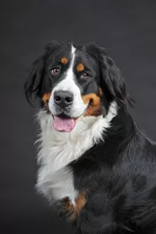 Animal Portrait Gallery: Bernese Mountain Dog, bitch, portrait, Germany
