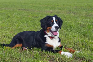 Images Dated 29th October 2011: Bernese Mountain Dog -Canis lupus familiaris-, young female