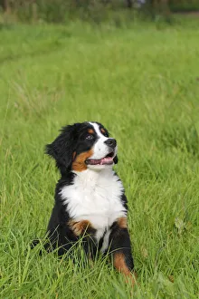 Images Dated 28th August 2011: Bernese Mountain Dog -Canis lupus familiaris-, puppy