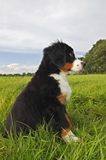Images Dated 28th August 2011: Bernese Mountain Dog -Canis lupus familiaris-, puppy