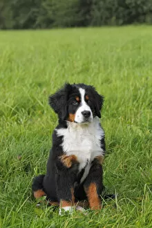 Images Dated 28th August 2011: Bernese Mountain Dog -Canis lupus familiaris-, puppy