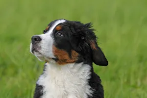 Images Dated 28th August 2011: Bernese Mountain Dog -Canis lupus familiaris-, puppy, portrait