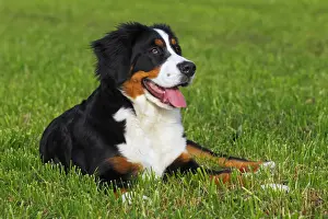 Lying Down Prints: Bernese Mountain dog -Canis lupus familiaris- puppy, bitch
