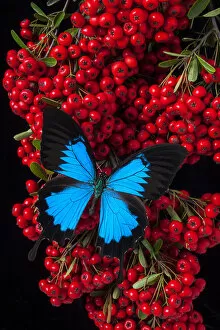 berries, insect, wings, contrasts