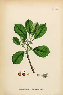Images Dated 16th March 2017: Berry-bearing Alder, Rhamnus Frangula, Victorian Botanical Illustration, 1863