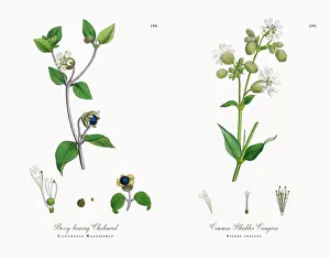Images Dated 21st November 2017: Berry-bearing Chickweed, Cucubalus Bacciferus, Victorian Botanical Illustration, 1863