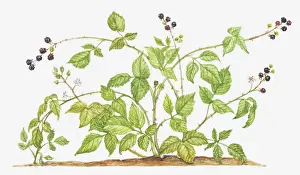 Berry Prints: berry, berry fruit, botany, cut out, blackberry, brambleberry, flower, foliage, fruit