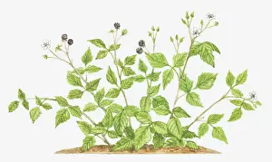 Berry Prints: berry, berry fruit, botany, cut out, dewberry, flower, foliage, fruit, growth, leaf