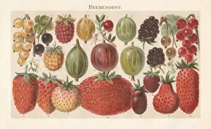 Images Dated 16th March 2018: Berry fruit, lithograph, published in 1897