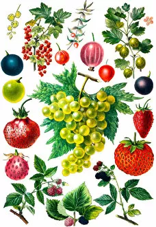 Watercolor Paints Gallery: Berry fruit set