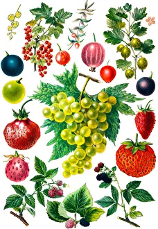 Pollination Gallery: Berry fruit set