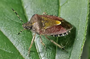 Hans Lang Nature Photography Gallery: Berry Shield Bug (Dolycoris baccarum)