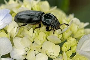 Coleoptera Gallery: Bessbug -Passalidae-, Tandayapa region, Andean cloud forest, Ecuador, South America