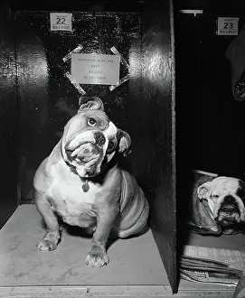 Best Bulldog Looking Sad with Head Tilted