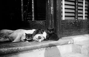 Images Dated 11th November 2014: Best Of Friends