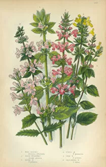 Images Dated 11th February 2016: Betony, Stachys, Woundwort, Victorian Botanical Illustration