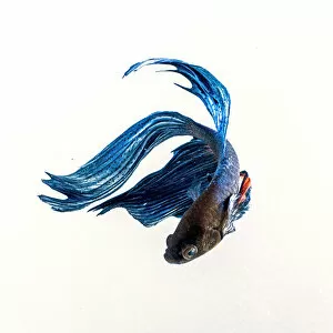 Images Dated 29th March 2014: Betta blue