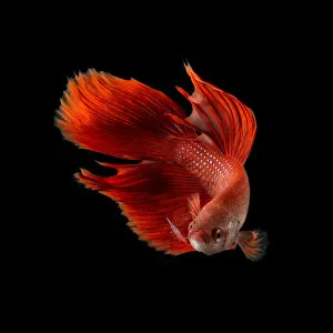 Images Dated 19th March 2014: Betta Rojo