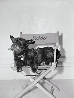 Bitch Prints: Bette Davis's Dog Tibby