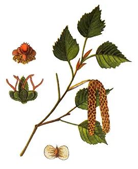 Betula pendula, commonly known as European white birch, silver birch, warty birch, European white birch, or East Asian white birch
