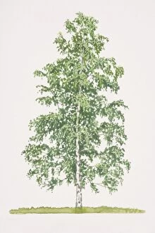 Deciduous Tree Collection: Betula pendula, Silver Birch tree