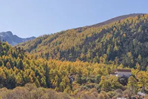 Walkway Prints: Beutiful nature of Colorful autumn in Yading national
