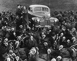 Animal Oddity Prints: Beware Turkeys
