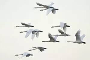Images Dated 19th November 2016: Bewicks swans (Cygnus bewickii), flock in flight, Emsland, Lower Saxony, Germany