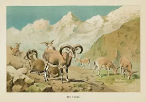 Images Dated 26th October 2018: Bharal Himalayan sheep chromolithograph 1896