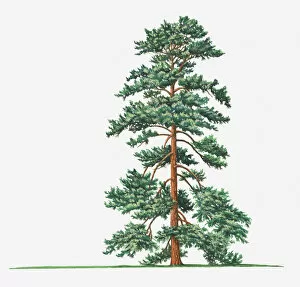 Images Dated 5th April 2018: bhutan pine, botany, cut out, day, evergreen, flora, green, himalayan pine, leaf