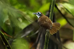 Images Dated 1st November 2015: Bicolored Antbird