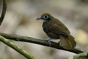 Images Dated 27th August 2018: Bicolored Antbird