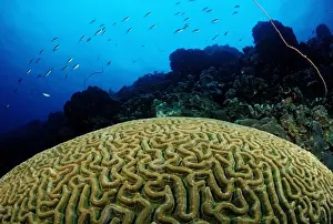 School Prints: Big Brain Corals (Madreporaria), Tobago, Caribbean Sea