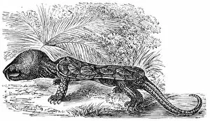 Crawling Gallery: The big-headed turtle (Platysternon megacephalum