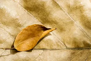 Veins Prints: Big and small dry leaves