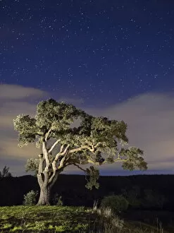 Images Dated 17th December 2014: Big tree in the mountain a night of stars