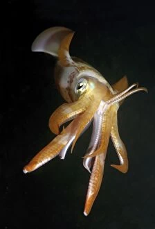 Mollusca Collection: Bigfin reef squid -Sepioteuthis lessoniana-, Red Sea, Egypt, Africa