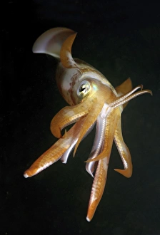 Images Dated 26th December 2010: Bigfin reef squid -Sepioteuthis lessoniana-, Red Sea, Egypt, Africa