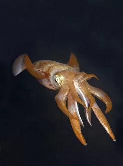 Bigfin reef squid -Sepioteuthis lessoniana-, Red Sea, Egypt, Africa