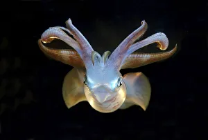 Images Dated 26th December 2010: Bigfin reef squid -Sepioteuthis lessoniana-, Red Sea, Egypt, Africa