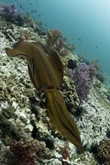 Images Dated 17th November 2012: Bigfin Reef Squid -Sepioteuthis lessoniana-, Gulf of Oman, Oman